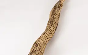 tattooed wood art piece