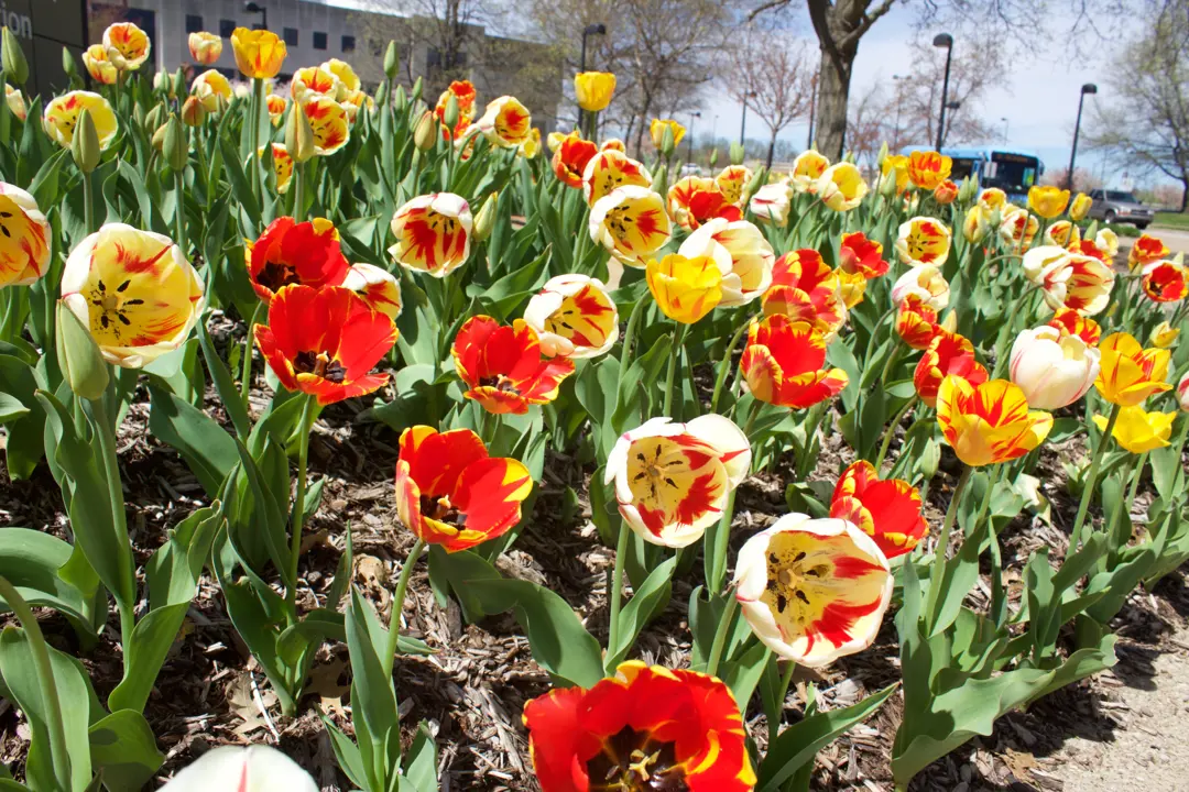 Tulips on USI's campus