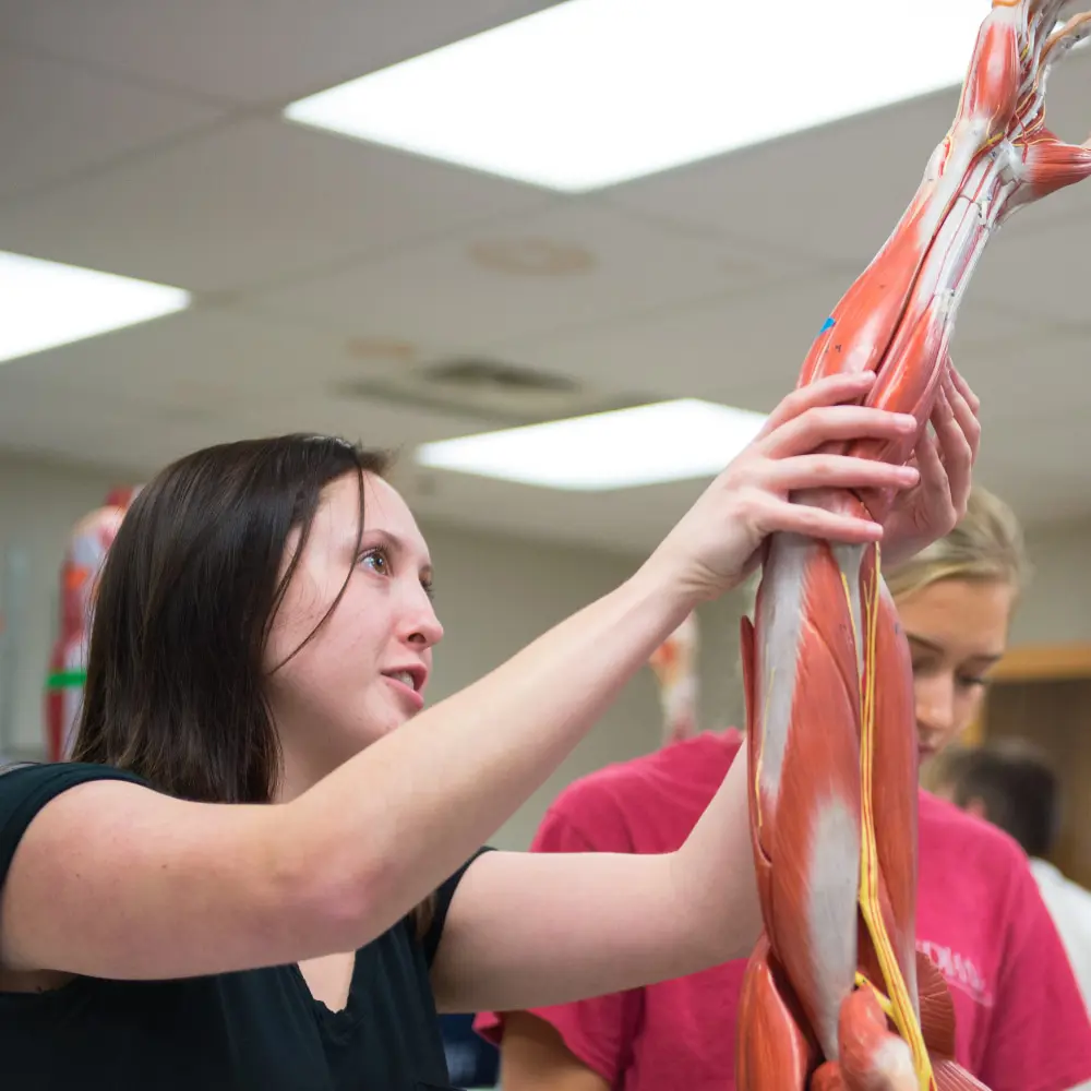 Student manipulates the muscles of a model arm