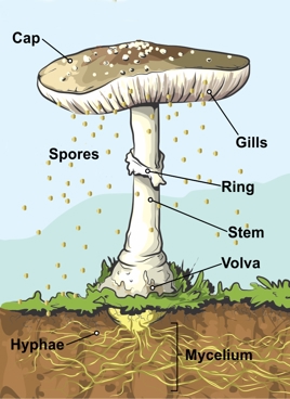anatomy of a mushroom diagram