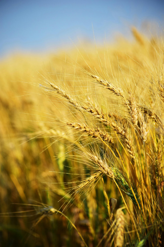 Farming - Agriculture Business