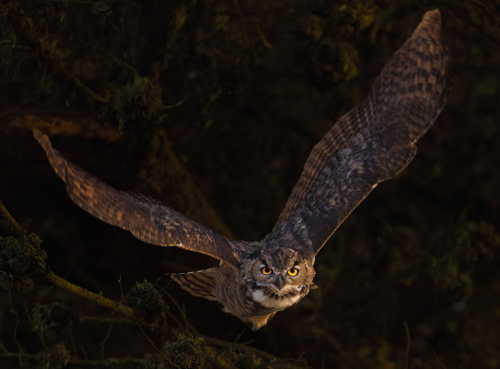 Great Horned Owl at flight at night