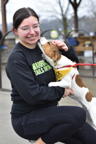 brown and white beagle licking young woman's face