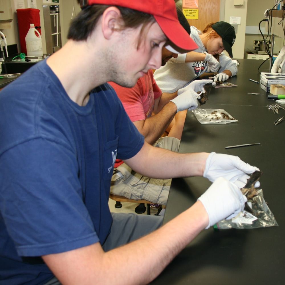 Student inspects a dead bat in the biology lab