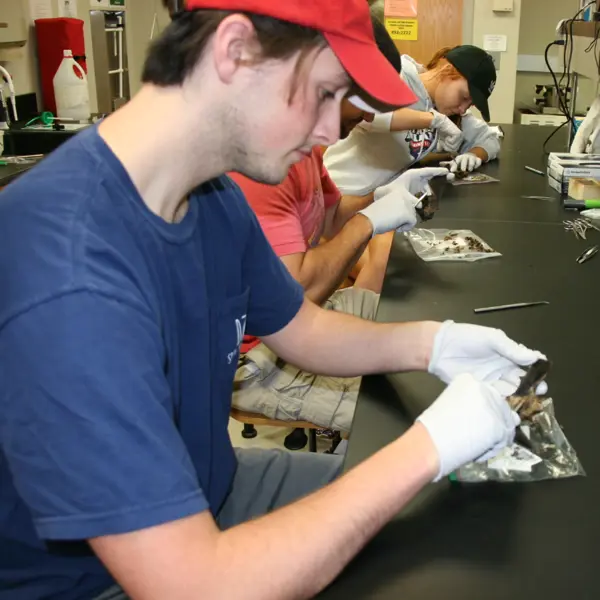 Student inspects a dead bat in the biology lab