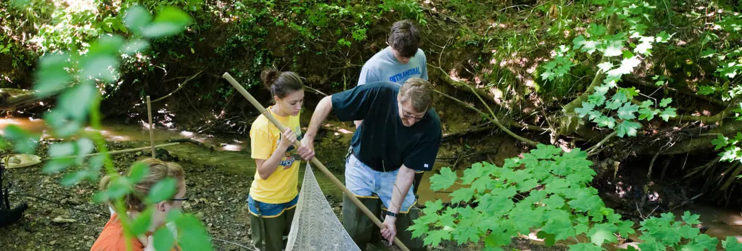 Faculty member with students fish shocking in the woods with an electro fishing net