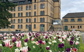 Photo of building with tulips blooming
