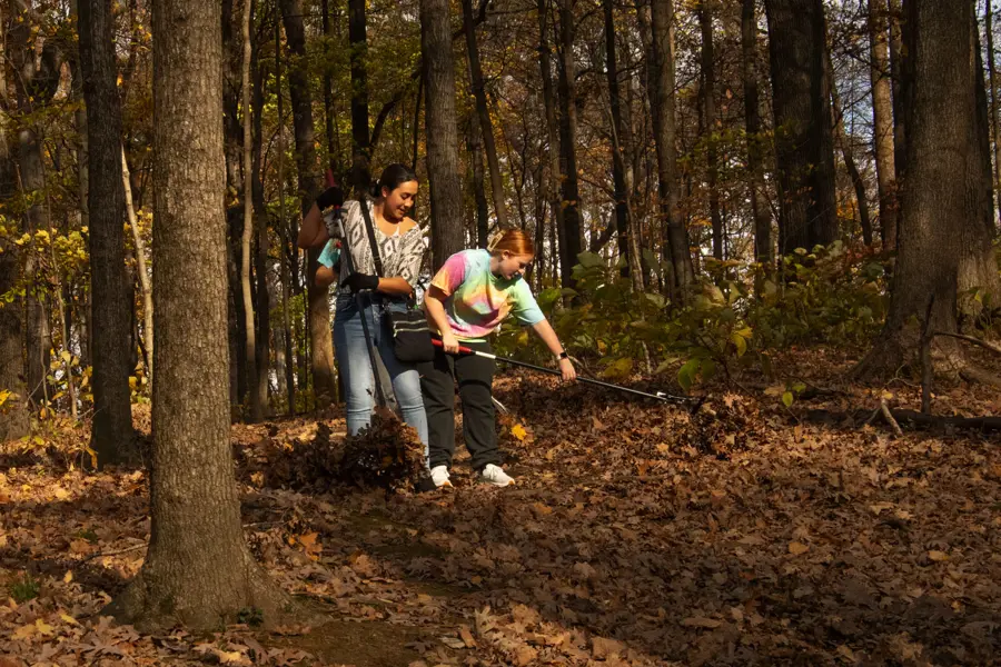 Students rake up acorns after a mask year of acorns dropped by the oak trees on the south trails. 