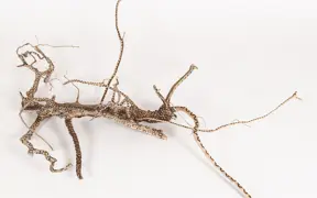 tattooed wood art piece