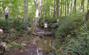 limestone stream bed
