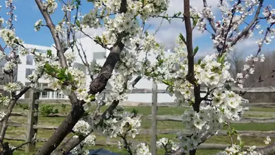 Close-up of a flowering tree in front of the Atheneum in New Harmony