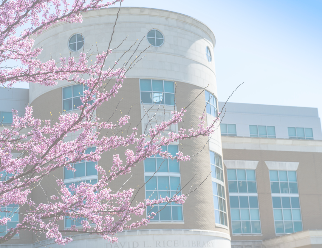 Close-up of the Rice Library rotunda with a flowering tree in the foreground