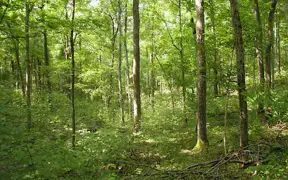 wooded forest