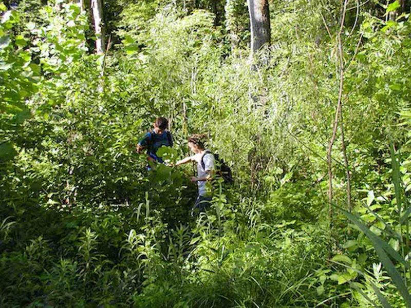 students checking traps in nature preserve
