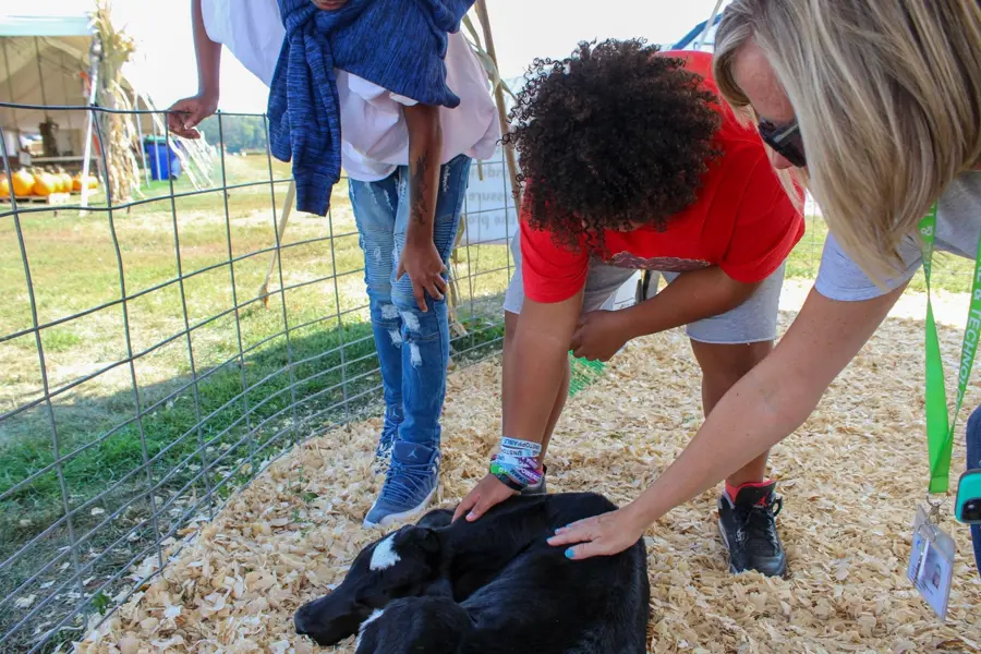 Students interact with a calf during a hands-on agricultural learning experience.